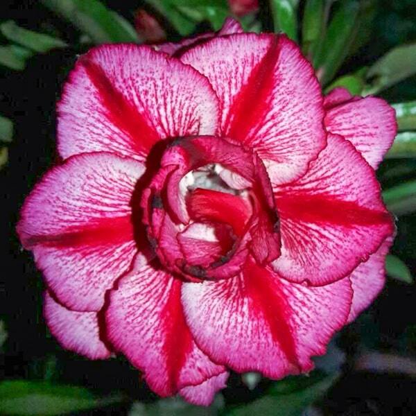 Adenium obesum RISING STAR