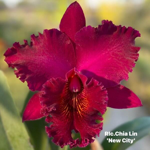 Rhyncholaeliocattleya orchid RLC. CHIALIN NEW CITY