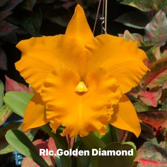 Rhyncholaeliocattleya orchid RLC. GOLDEN DIAMOND