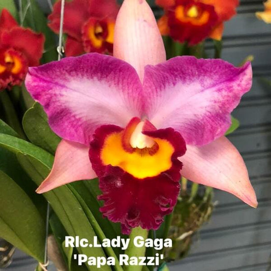 Rhyncholaeliocattleya orchid RLC. LADY GAGA PAPA RAZZI