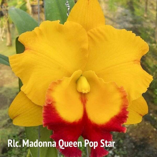 Rhyncholaeliocattleya orchid RLC. MADONNA QUEEN POP STAR