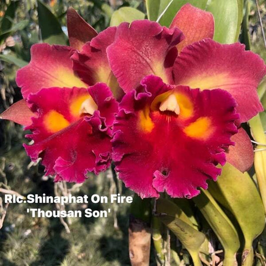 Rhyncholaeliocattleya orchid RLC. SHINAPHAT ON FIRE THOUSAND SUN