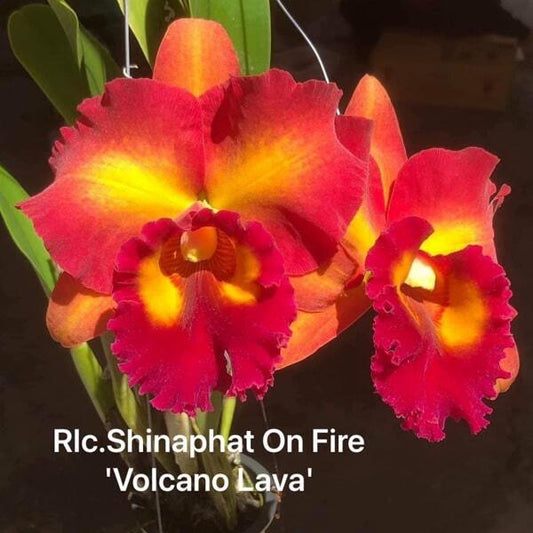 Rhyncholaeliocattleya orchid RLC. SHINAPHAT ON FIRE VOLCANO LAVA