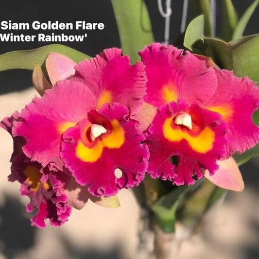 Rhyncholaeliocattleya orchid RLC. SIAM GOLDEN FLARE WINTER RAINBOW