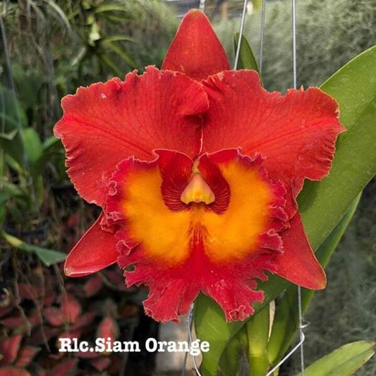 Rhyncholaeliocattleya orchid RLC. SIAM ORANGE