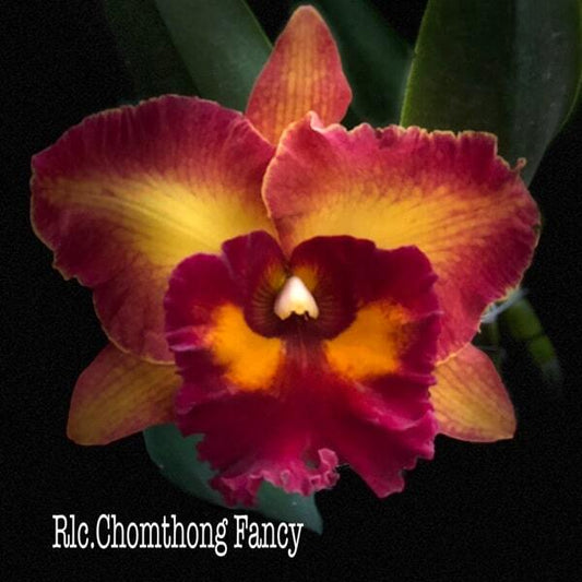 Rhyncholaeliocattleya orchid RLC. CHOMTHONG FANCY