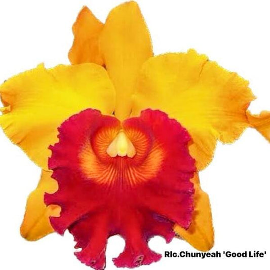 Rhyncholaeliocattleya orchid RLC. CHUNYEAH GOOD LIFE