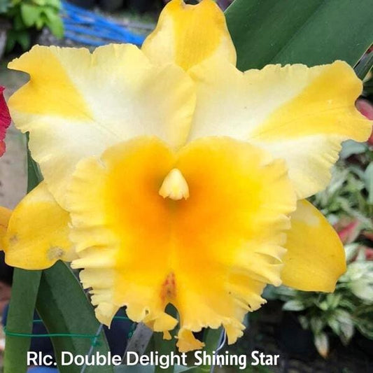 Rhyncholaeliocattleya orchid RLC. DOUBLE DELIGHT SHINING STAR