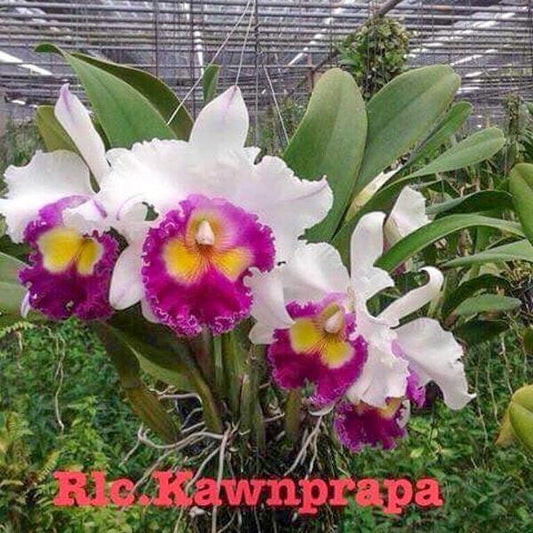 Rhyncholaeliocattleya orchid RLC. KAWNPRAPA