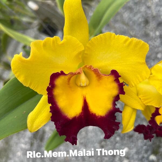 Rhyncholaeliocattleya orchid RLC. MEM. MALAI THONG