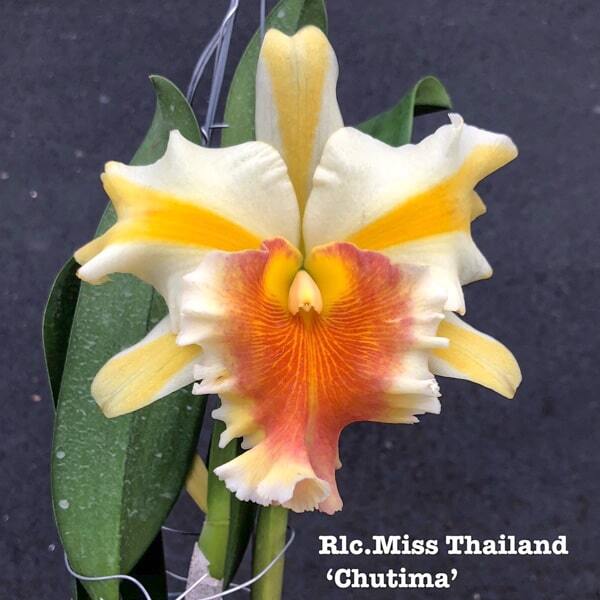 Rhyncholaeliocattleya orchid RLC. MISS THAILAND CHUTIMA
