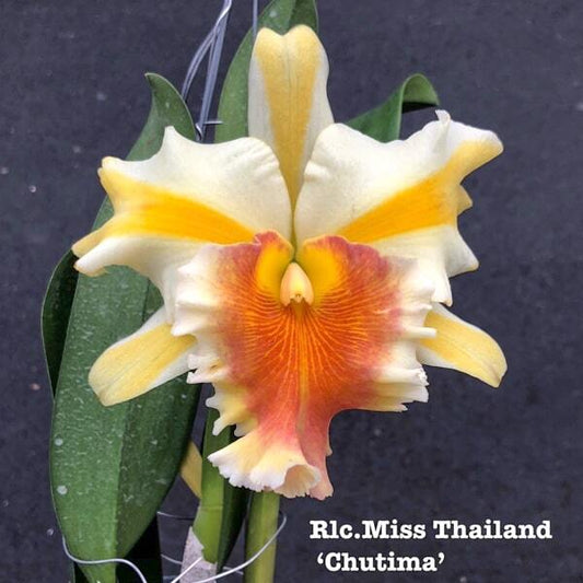 Rhyncholaeliocattleya orchid RLC. MISS THAILAND CHUTIMA