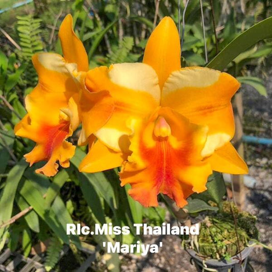 Rhyncholaeliocattleya orchid RLC. MISS THAILAND MARIYA
