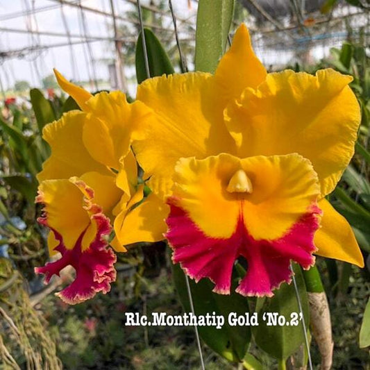 Rhyncholaeliocattleya orchid RLC. MONTHATIP GOLD N2