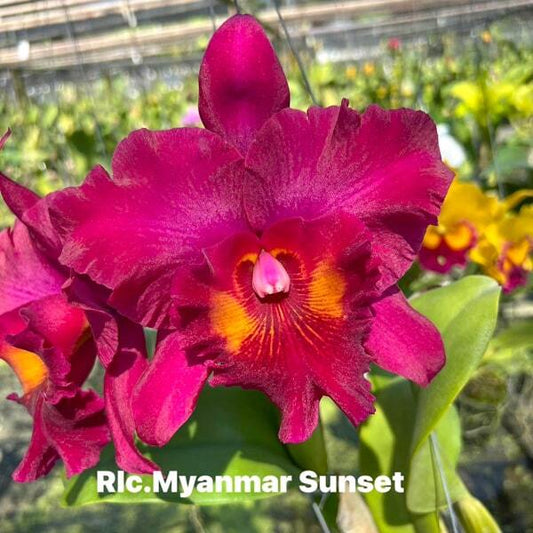 Rhyncholaeliocattleya orchid RLC. MYANMAR SUNSET