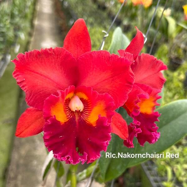 Rhyncholaeliocattleya orchid RLC. NAKORNCHAISRI RED