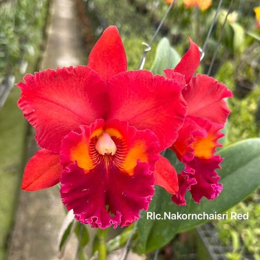 Rhyncholaeliocattleya orchid RLC. NAKORNCHAISRI RED