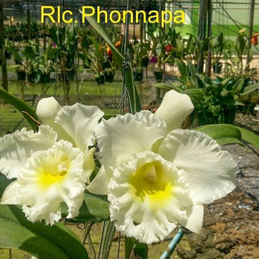 Rhyncholaeliocattleya orchid RLC. PHONNAPA