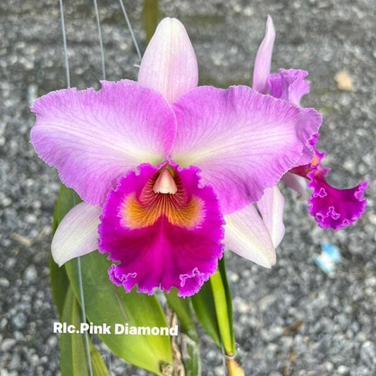 Rhyncholaeliocattleya orchid RLC. PINK DIAMOND