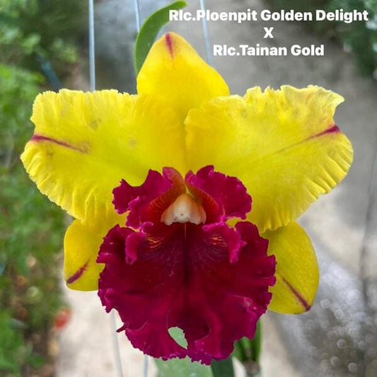 Rhyncholaeliocattleya orchid RLC. PLOENPIT GOLDEN DELIGHT X RLC. TAINAN GOLD