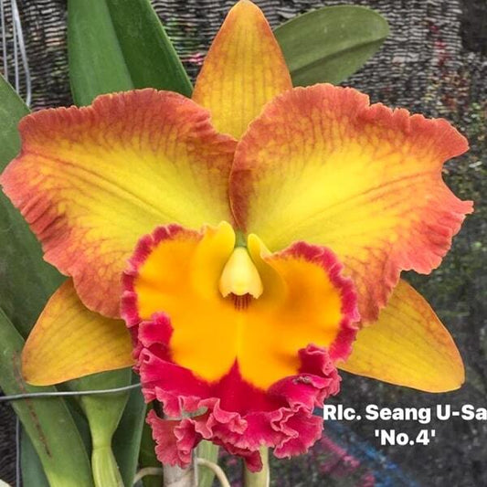 Rhyncholaeliocattleya orchid RLC. SAENG U-SA N4