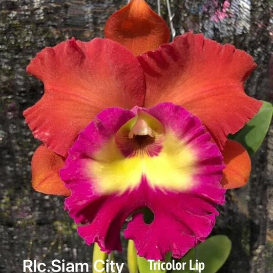 Rhyncholaeliocattleya orchid RLC. SIAM CITY TRICOLOR LIP