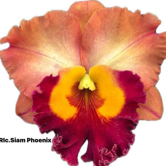 Rhyncholaeliocattleya orchid RLC. SIAM PHOENIX
