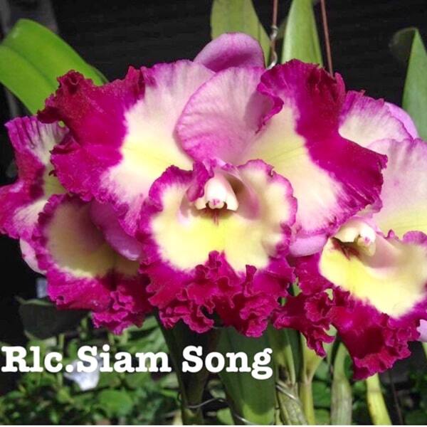 Rhyncholaeliocattleya orchid RLC. SIAM SONG