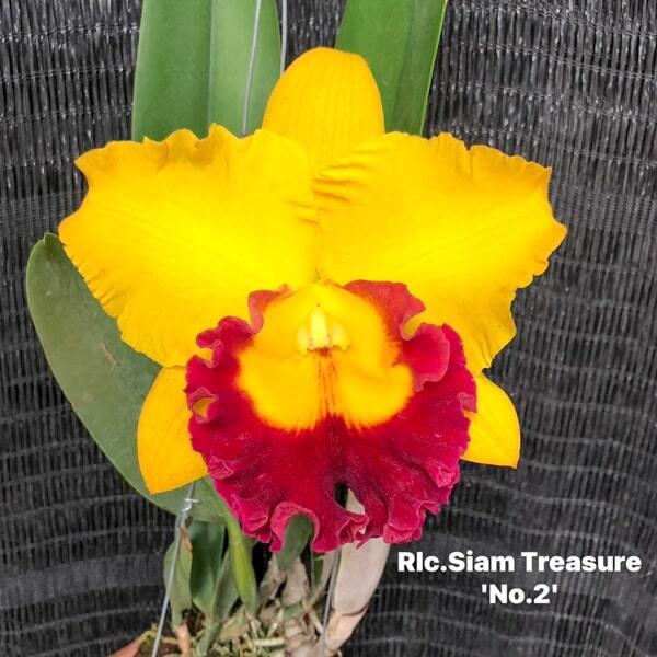 Rhyncholaeliocattleya orchid RLC. SIAM TREASURE N2