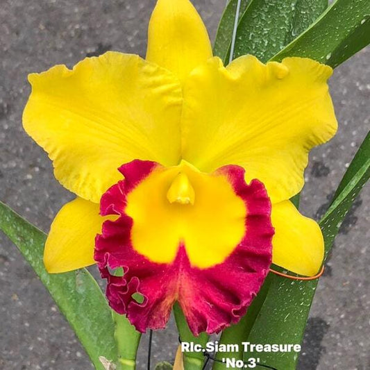 Rhyncholaeliocattleya orchid RLC. SIAM TREASURE N3