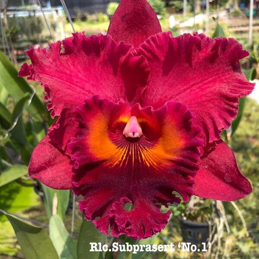 Rhyncholaeliocattleya orchid RLC. SUBPRASERT N1