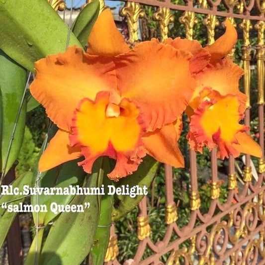 Rhyncholaeliocattleya orchid RLC. SUVARNABHUMI DELIGHT SALMON QUEEN