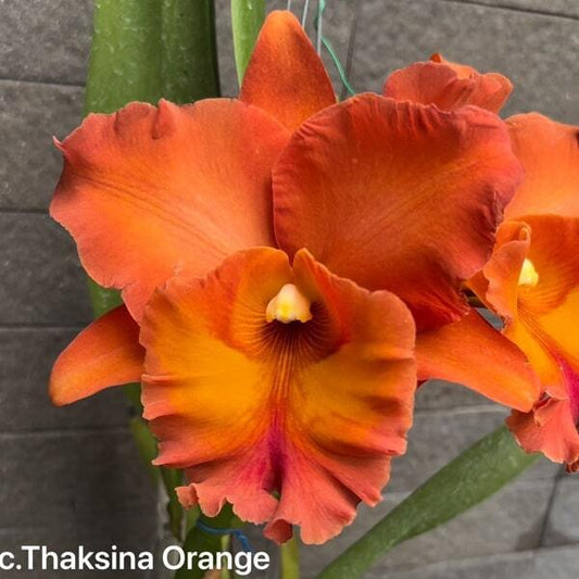 Rhyncholaeliocattleya orchid RLC. THAKSINA ORANGE AM/RTH