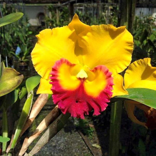 Rhyncholaeliocattleya orchid RLC. THONG SUPARN