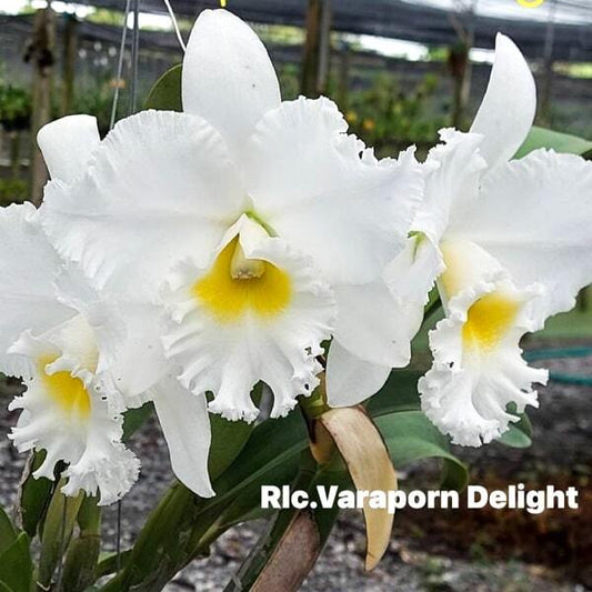 Rhyncholaeliocattleya orchid RLC. VARAPORN DELIGHT