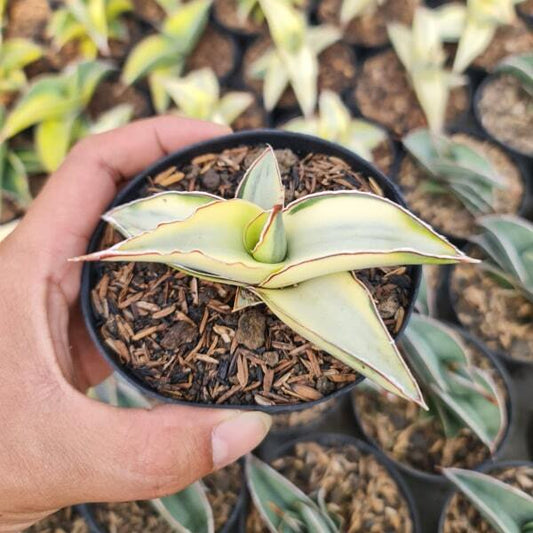 Sansevieria ROBUSTA WHITE VAR