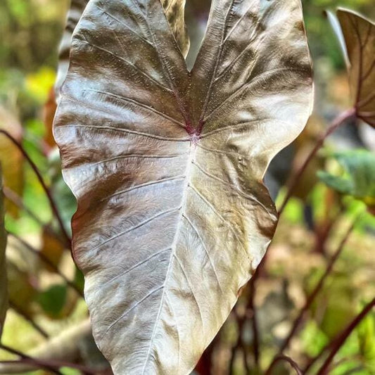 Colocasia RODAN