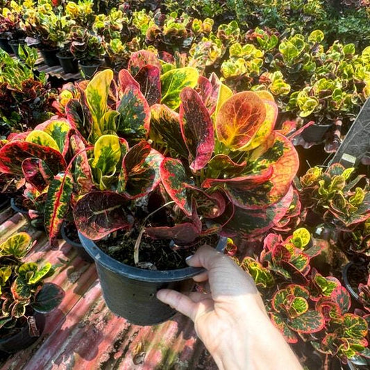 Croton ROM GLAO