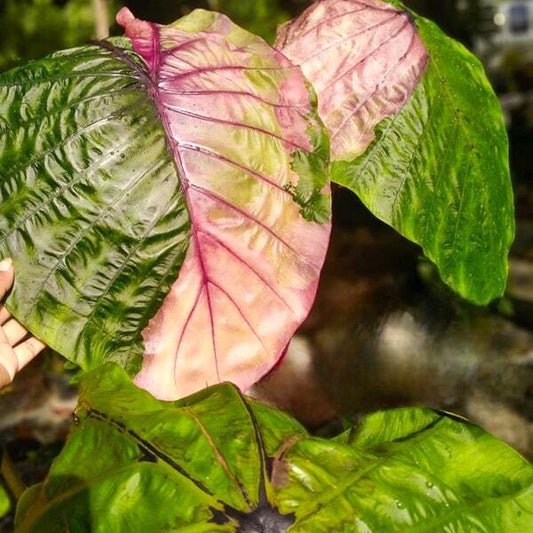 Colocasia ROM YEN