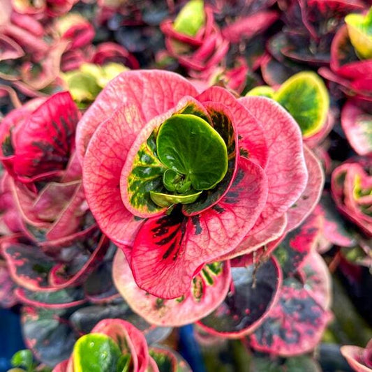 Croton ROSE Ð GULAP