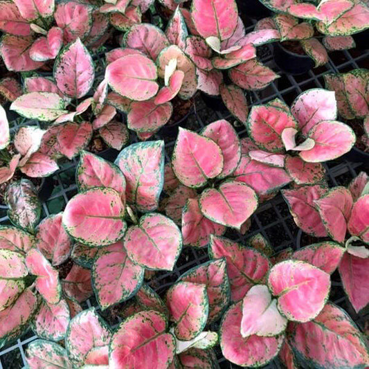 Aglaonema ROSIE