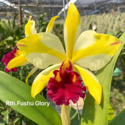 Rhyncattleanthe orchid RTH. FUSHU GLORY