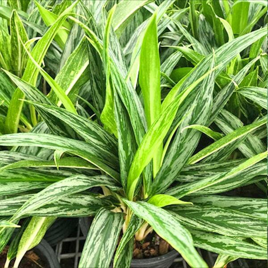 Aglaonema RUANG KHAO