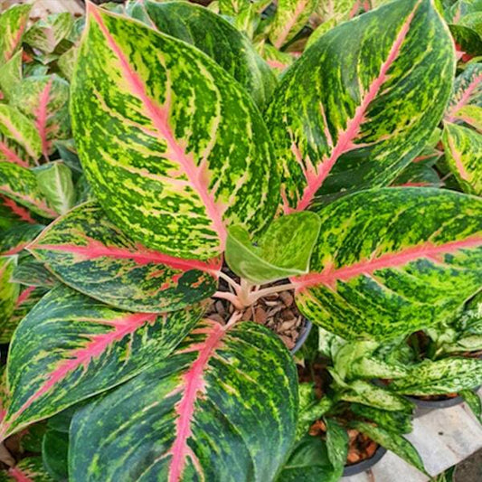 Aglaonema RUAY KHAO CHAN