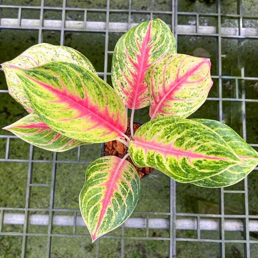 Aglaonema RUAY LAB / ANDINI
