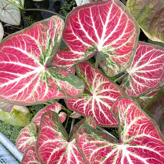 Caladium RUAY LON FAH