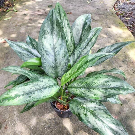 Aglaonema RUAY NGERN