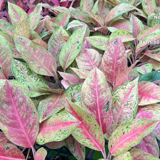 Aglaonema RUAY RAIWAN