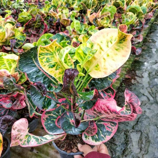 Croton RUAY THAN JAI
