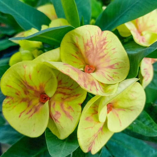 Euphorbia Milii RUAY THONG